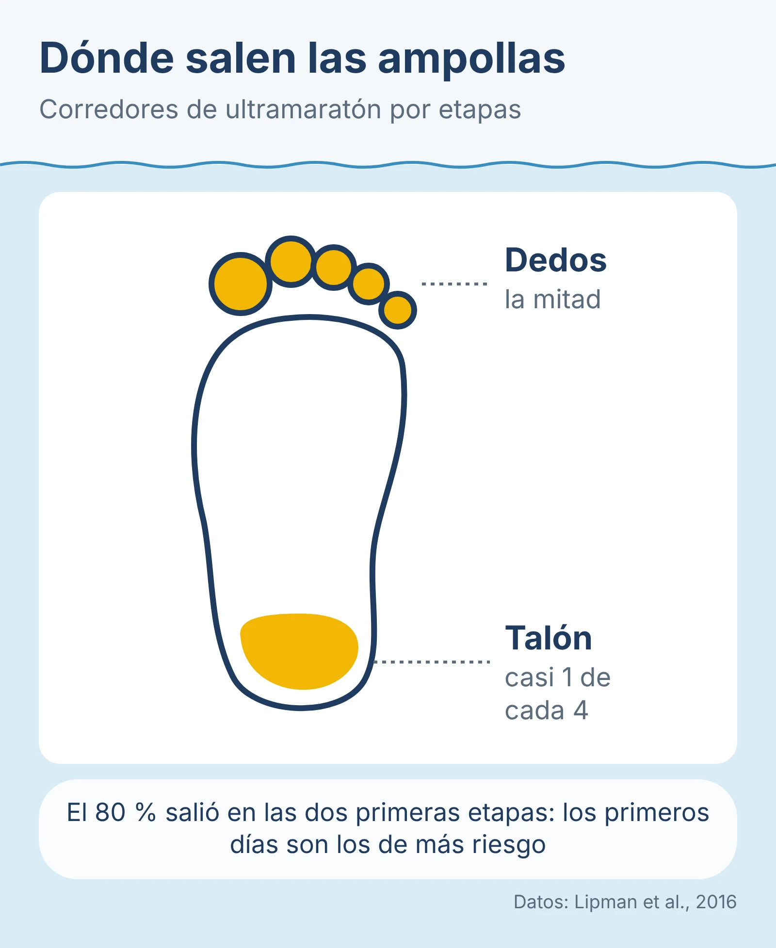 Diagrama de la planta del pie: en corredores de ultramaratón, la mitad de las ampollas salieron en los dedos y casi una de cada cuatro en el talón.