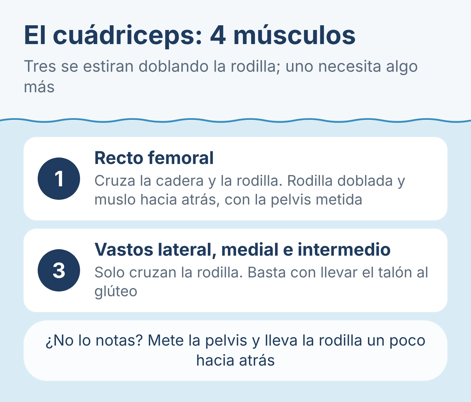 Diagrama del cuádriceps: el recto femoral cruza la cadera y la rodilla y se estira con la rodilla doblada y el muslo hacia atrás; los tres vastos se estiran solo doblando la rodilla
